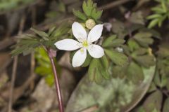 Eastern False Rue Anemone, Enemion biternatum