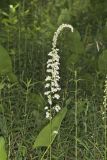 Eastern Featherbells, Stenanthium gramineum