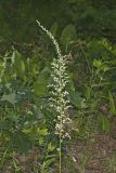 Eastern Featherbells, Stenanthium gramineum