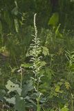 Eastern Featherbells, Stenanthium gramineum