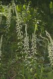 Eastern Featherbells, Stenanthium gramineum