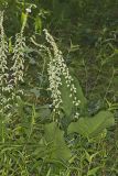 Eastern Featherbells, Stenanthium gramineum