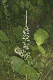 Eastern Featherbells, Stenanthium gramineum