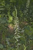 Eastern Featherbells, Stenanthium gramineum