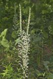 Eastern Featherbells, Stenanthium gramineum