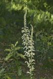 Eastern Featherbells, Stenanthium gramineum