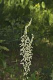 Eastern Featherbells, Stenanthium gramineum