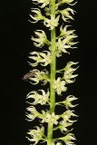 Eastern Featherbells, Stenanthium gramineum
