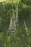 Eastern Featherbells, Stenanthium gramineum