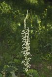 Eastern Featherbells, Stenanthium gramineum