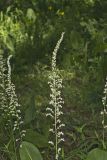 Eastern Featherbells, Stenanthium gramineum