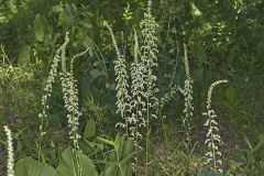 Eastern Featherbells, Stenanthium gramineum