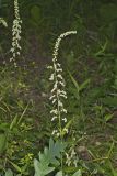 Eastern Featherbells, Stenanthium gramineum