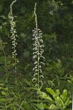 Eastern Featherbells, Stenanthium gramineum
