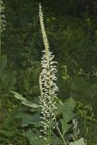 Eastern Featherbells, Stenanthium gramineum