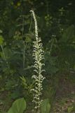 Eastern Featherbells, Stenanthium gramineum
