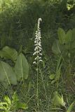 Eastern Featherbells, Stenanthium gramineum