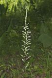 Eastern Featherbells, Stenanthium gramineum