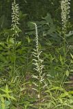 Eastern Featherbells, Stenanthium gramineum