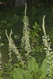 Eastern Featherbells, Stenanthium gramineum