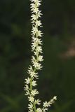 Eastern Featherbells, Stenanthium gramineum