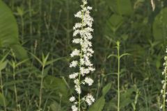 Eastern Featherbells, Stenanthium gramineum