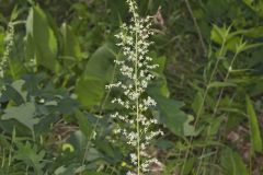 Eastern Featherbells, Stenanthium gramineum