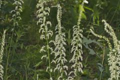 Eastern Featherbells, Stenanthium gramineum