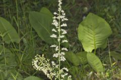 Eastern Featherbells, Stenanthium gramineum