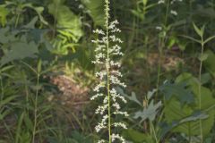 Eastern Featherbells, Stenanthium gramineum