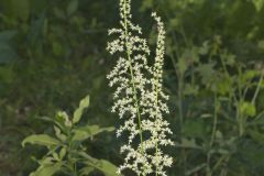 Eastern Featherbells, Stenanthium gramineum