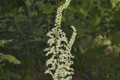 Eastern Featherbells, Stenanthium gramineum