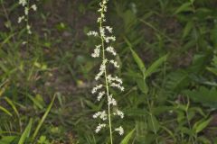 Eastern Featherbells, Stenanthium gramineum