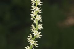 Eastern Featherbells, Stenanthium gramineum
