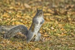 Eastern Gray Squirrel, Sciurus carolinensis