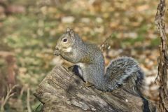 Eastern Gray Squirrel, Sciurus carolinensis