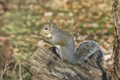 Eastern Gray Squirrel, Sciurus carolinensis