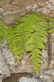 Eastern Hayscented Fern, Dennstaedtia punctilobula