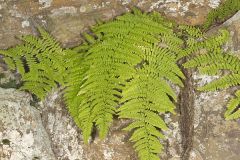 Eastern Hayscented Fern, Dennstaedtia punctilobula