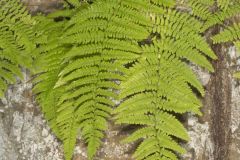 Eastern Hayscented Fern, Dennstaedtia punctilobula