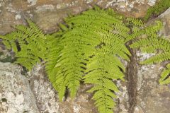 Eastern Hayscented Fern, Dennstaedtia punctilobula
