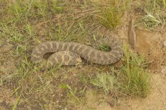 Eastern Hognose Snake