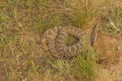 Eastern Hognose Snake, Heterodon platirhinos