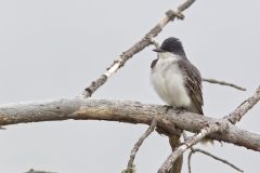 Eastern Kingbird, Tyrannus tyrannus