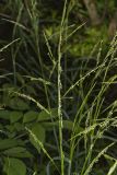Eastern Mannagrass, Glyceria septentrionalis