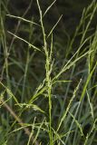 Eastern Mannagrass, Glyceria septentrionalis