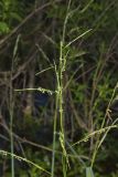 Eastern Mannagrass, Glyceria septentrionalis