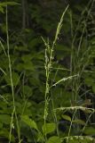 Eastern Mannagrass, Glyceria septentrionalis