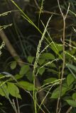 Eastern Mannagrass, Glyceria septentrionalis