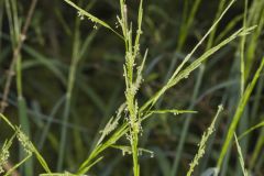 Eastern mannagrass, Glyceria septentrionalis